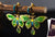 Hand crafted butterfly cloisonne earrings and Jade stone